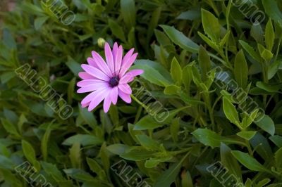 Nice flower