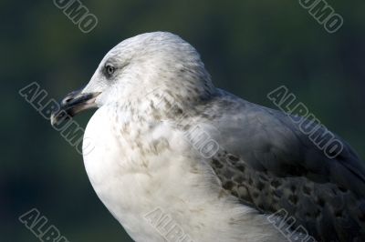 Seagull
