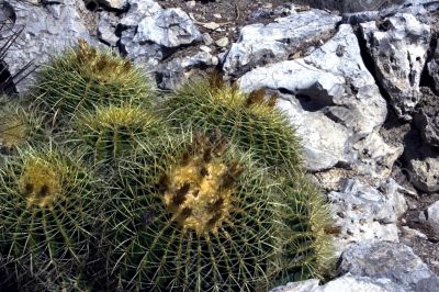 Cactuses on the stones