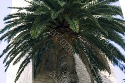Palm near the tower