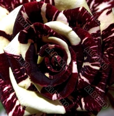Rose closely