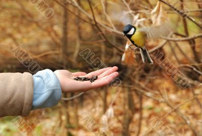 The small titmouse trusts the girl