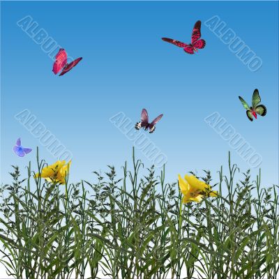 Butterflies