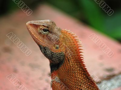 Common Tree Lizard
