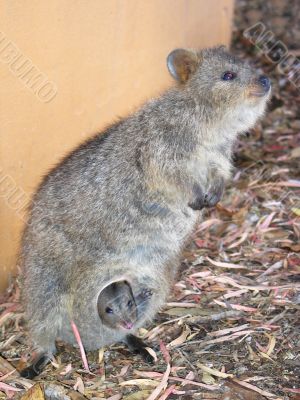 Quokka with Baby