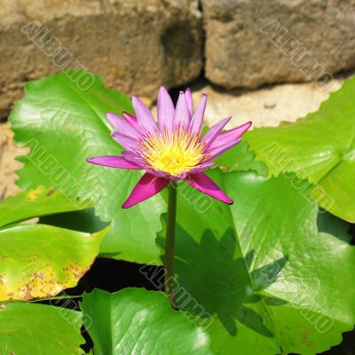 Lotus Flower