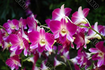 Orchids
