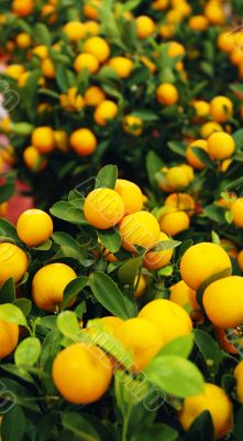 Plant during Chinese New Year