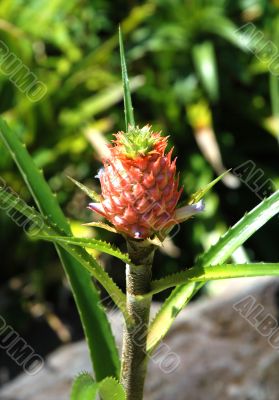 Pineapple Bud