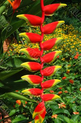 Heliconia