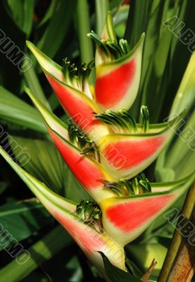 Heliconia