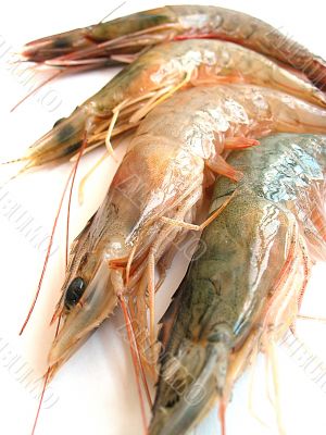 Prawns