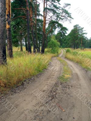 Road into the forest