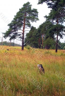 Pine trees on to the meadow