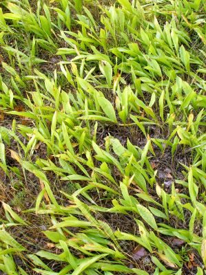 Plant is the lily of the valley