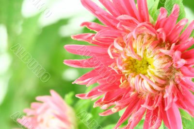 beautiful bright aster flower