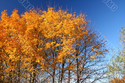 fall trees