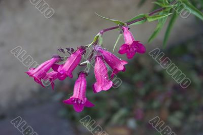 Penstemon garnet