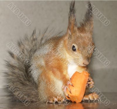 squirrel is nibbling a carrot