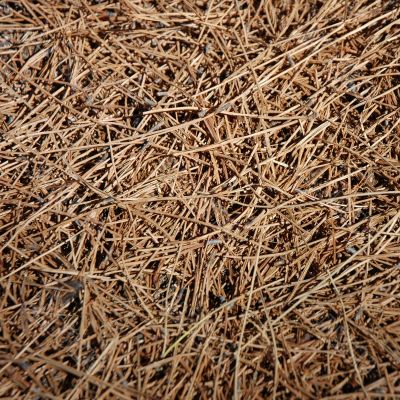 Background - Dried Grass
