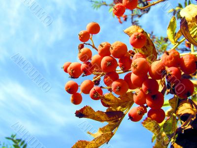 ashberry