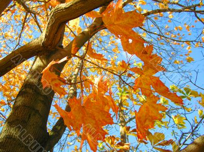 autumn maple