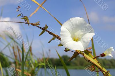 white bindweed