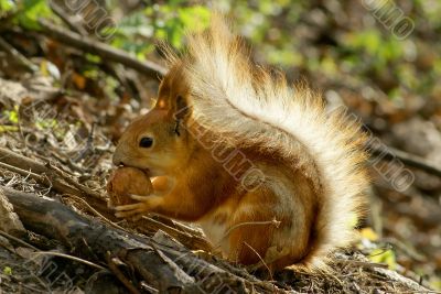 squirrel with nut