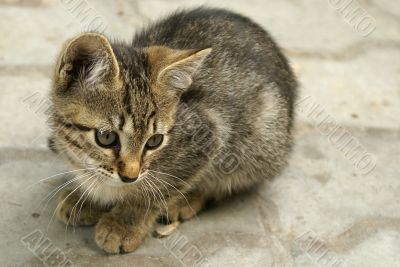 little outcast kitten