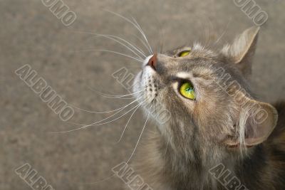 cat`s profile