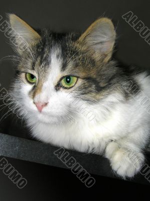 Cat`s look