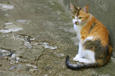 tricolour cat