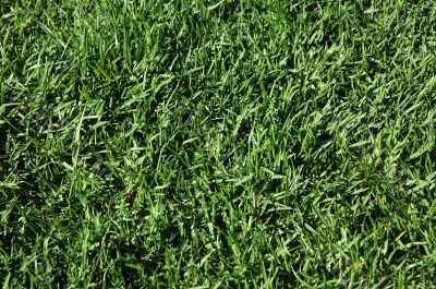 Background - Grass