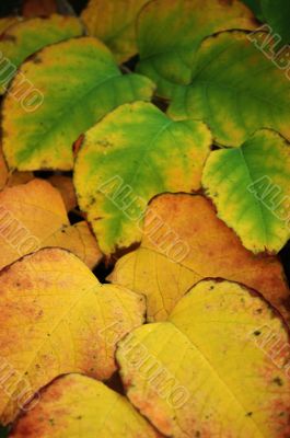 Autumn leaves