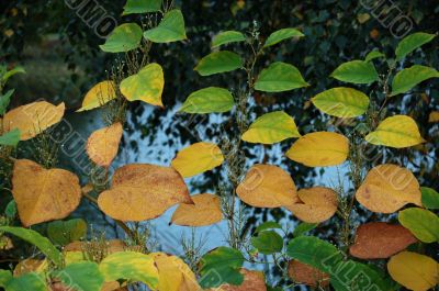 Autumn leaves