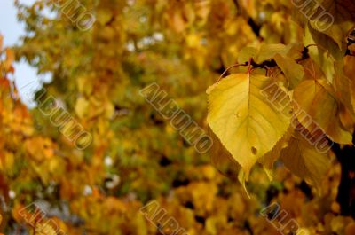 Autumn leaves