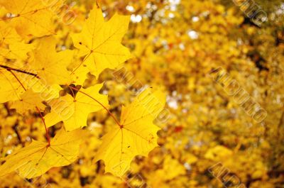 Autumn leaves