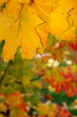 Autumn leaves