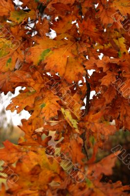 Autumn leaves