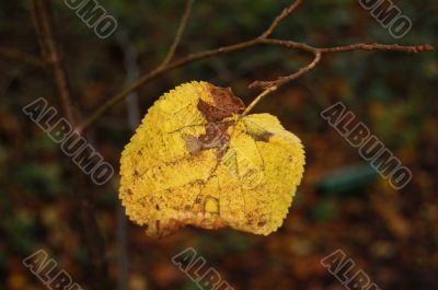 Autumn leaves