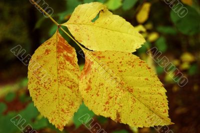 Autumn leaves