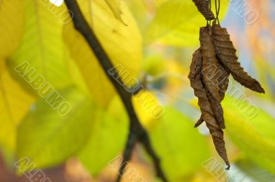 Autumn leaves