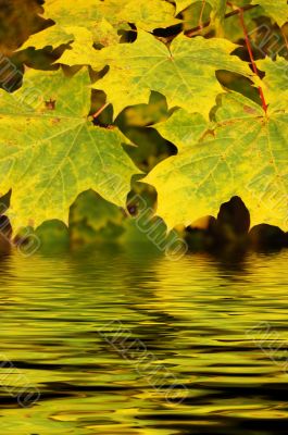 Autumn leaves