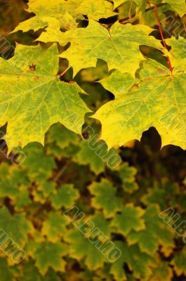 Autumn leaves
