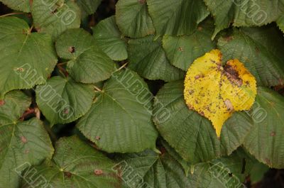 Autumn leaves