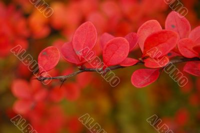 Autumn leaves