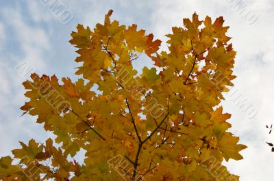 Leaves and blue sky