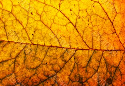 Leaf macro