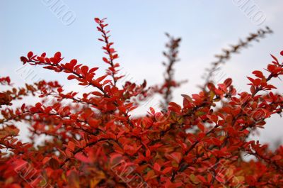 Leaves and blue sky