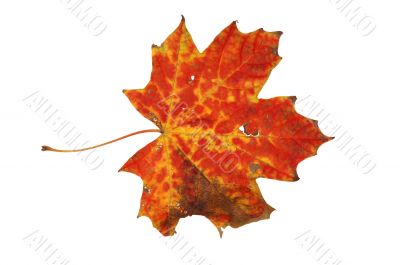 Autumn leaf